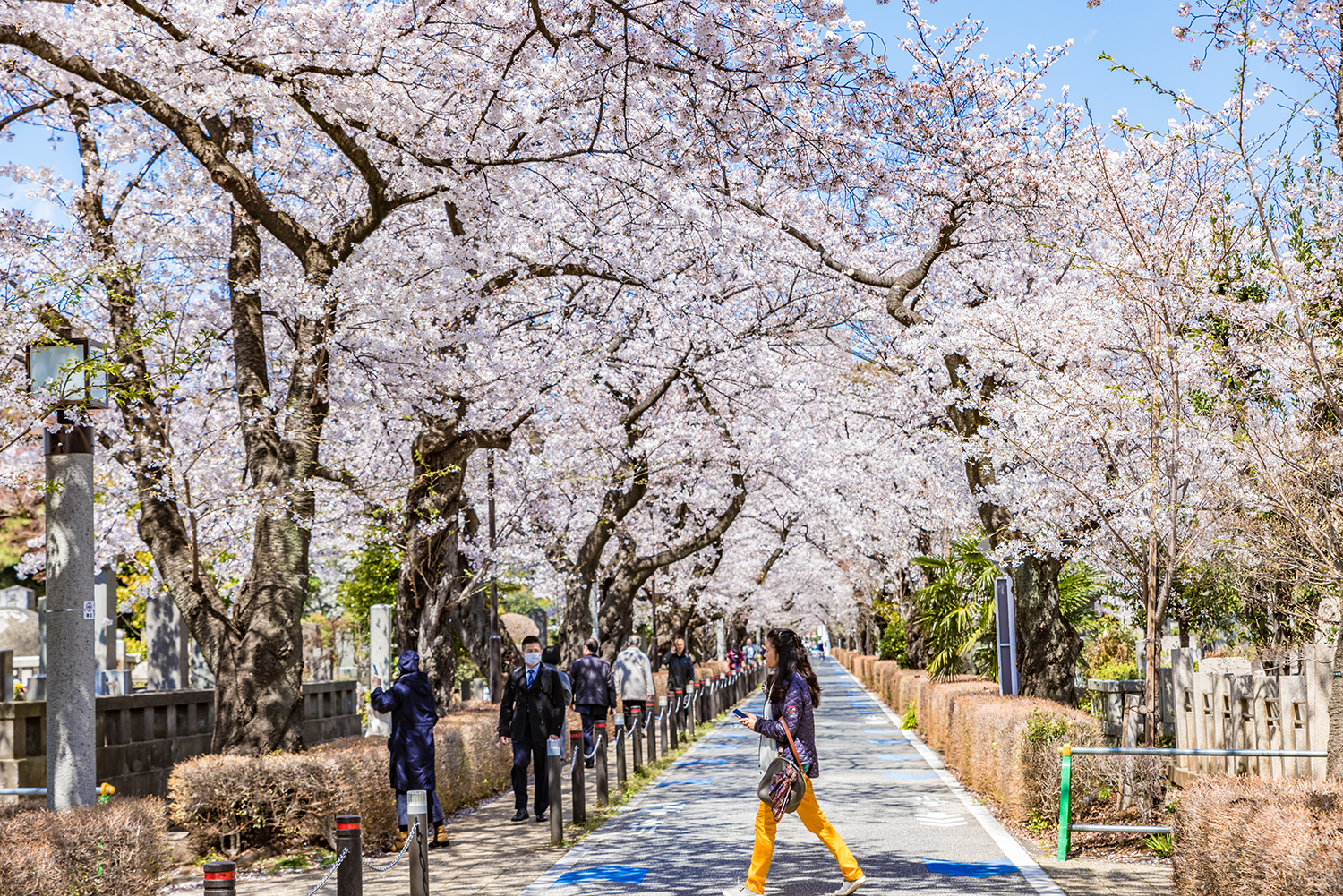 20221021-Aoyoma-CemeterY.jpg