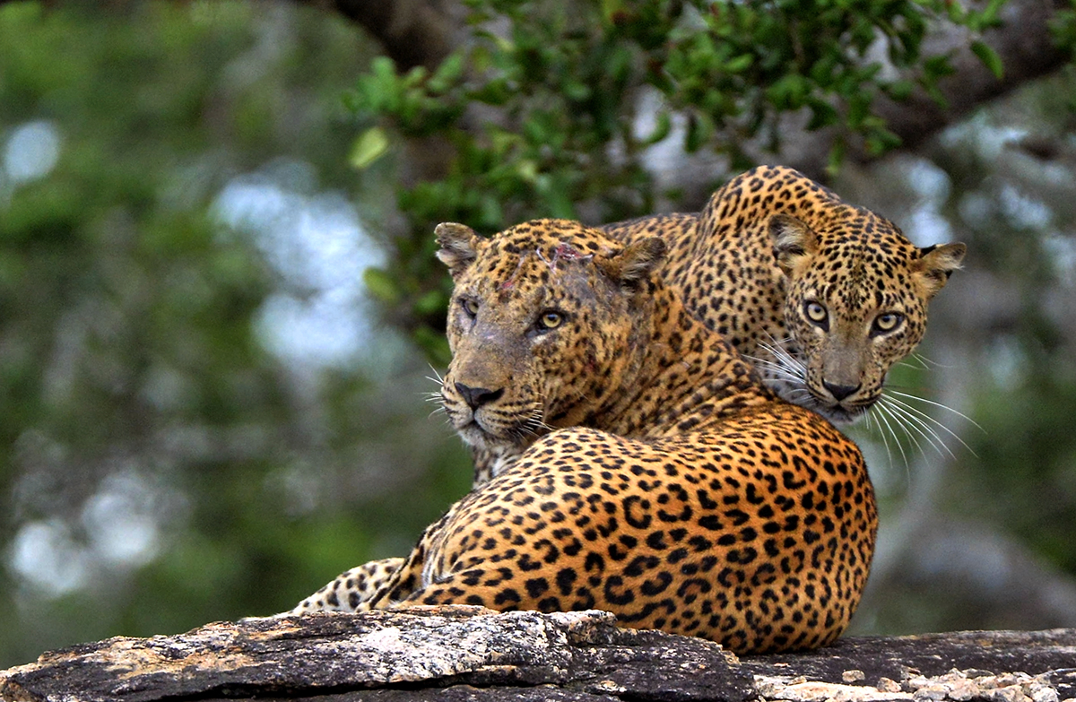 Leopard-Sri-Lanka.jpg