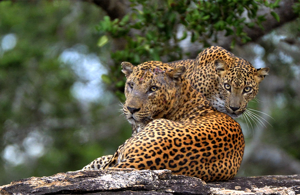 leoparder.jpg